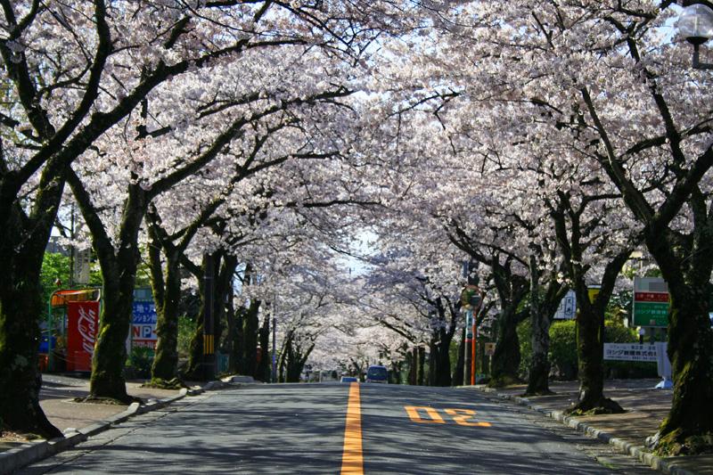 Streets around. 400m until Izukogen cherry trees Street