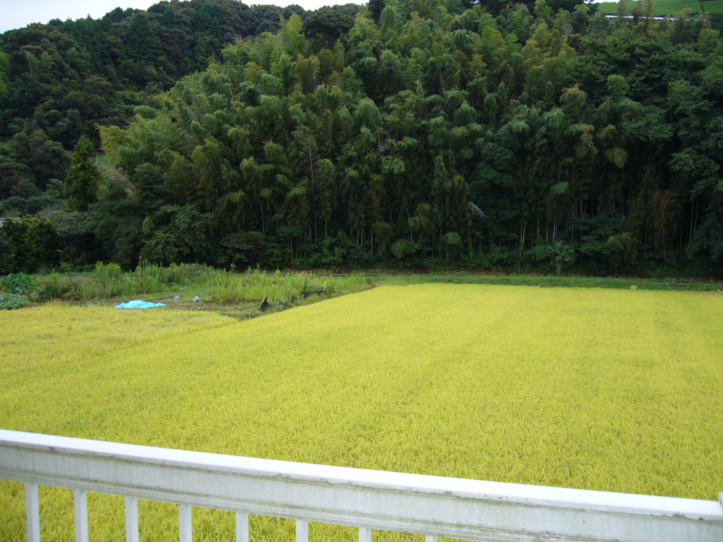 View. Overlooking the south from the veranda