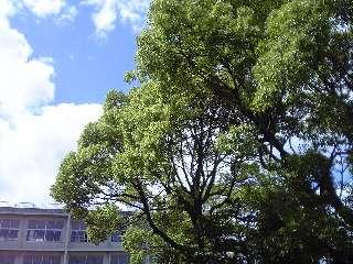 Primary school. 796m to Shizuoka Municipal Chiyoda Elementary School