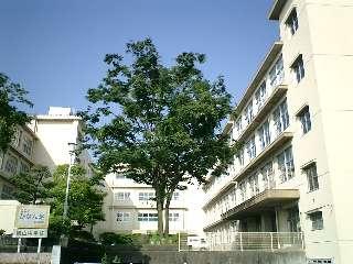 Junior high school. 754m to Shizuoka Municipal prunus'kanzan 'junior high school