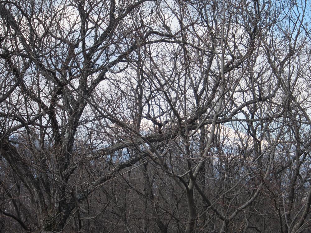 View photos from the dwelling unit. Overlook Mount Fuji to the other side of the trees.