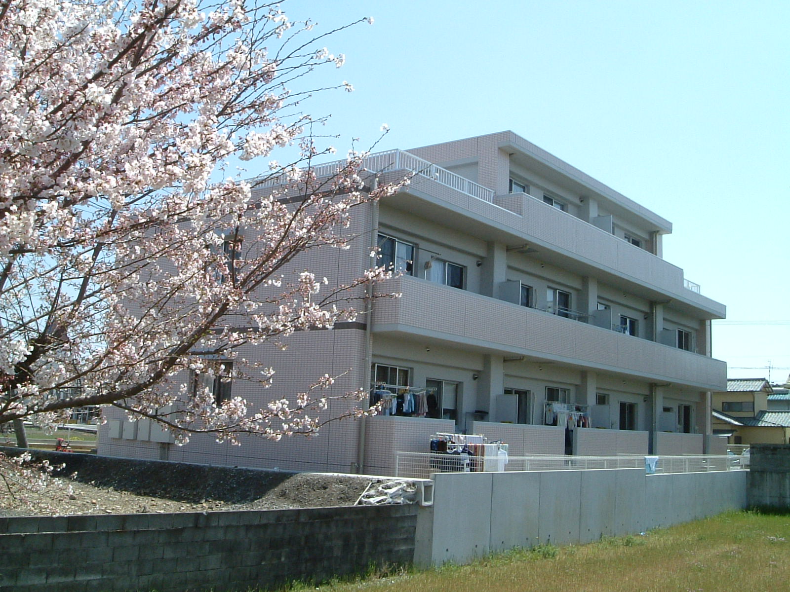 View. There is a black Ishikawa Metropolitan row of cherry blossom trees to Kitayoko, Cherry blossom season is the best.