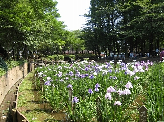 park. Iris marsh park (park) up to 100m