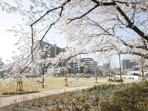 Surrounding environment. Senjuohashi Sakura park (about 350m ・ A 5-minute walk)