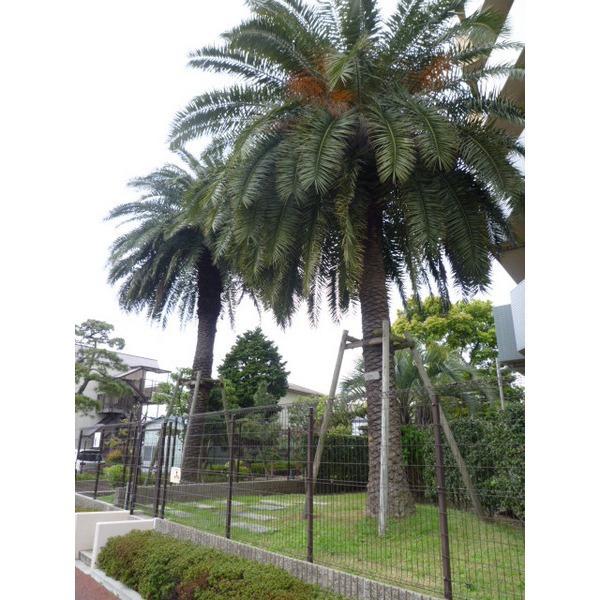 Other introspection. Common areas