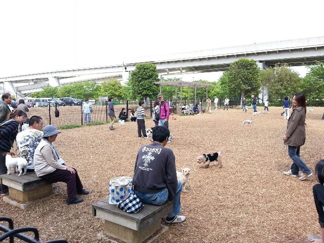 park. Tonerikoen dog run