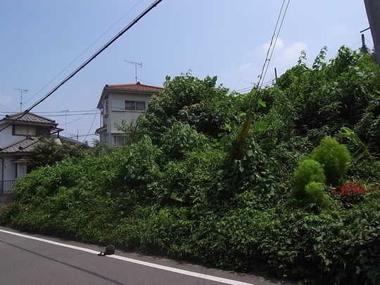 Local land photo