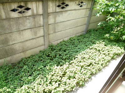 Balcony. ☆ It is your garden ☆