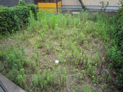 Garden. ☆ Private garden ☆