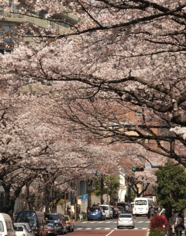 park. 577m to Harima slope cherry trees (park)