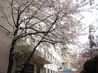 Primary school. Nezu to elementary school (elementary school) 535m