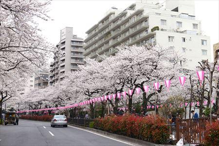 park. 499m to Harima slope Sakura Namiki