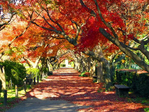 Other. Koishikawa Botanical Gardens 200m