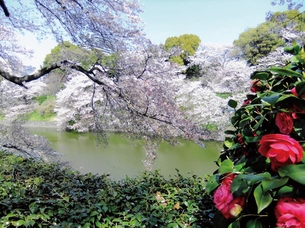Surrounding environment. Sakura attractions open flowers along the moat, Chidorigafuchi. Light up during the Cherry Blossom Festival period, etc., Abundant events of each season in the peripheral local ※ Chidorigafuchi (about 1140m / A 15-minute walk)