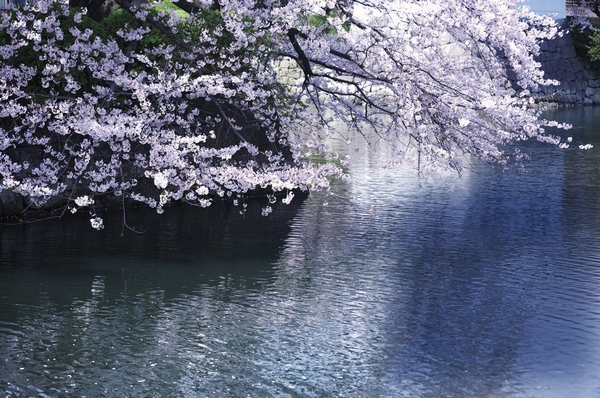 Chidorigafuchi ※ Spring Jing (4-minute walk ・ About 280m) feel free to reach possible to the city's leading cherry blossoms