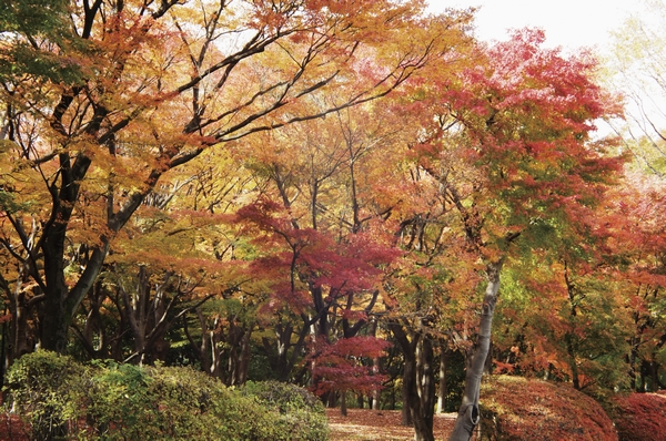Kitanomaru Park (5 minutes walk ・ About 380m) is also familiar urban oasis entertain the rich and mellow green