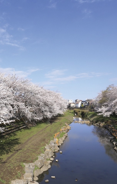 Kokubunji flowing along the cliff line Nogawa. The rest is rich nature to the riverside, Seasonal flowers and green, including the cherry tree, You can meet such as wild birds (14 mins / About 1120m)
