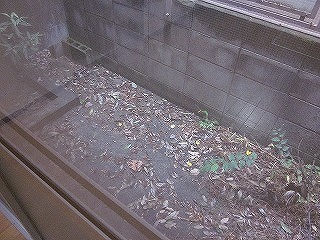 Balcony. terrace