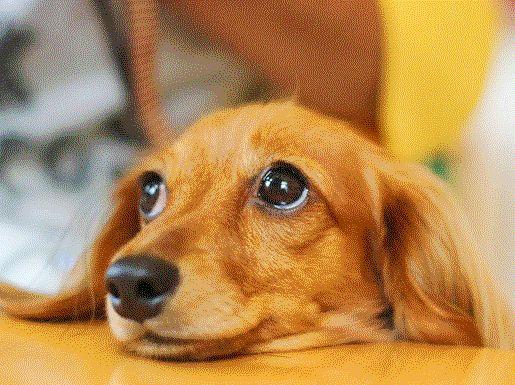 Other. Pets Allowed 4LDK is one of the few in this area