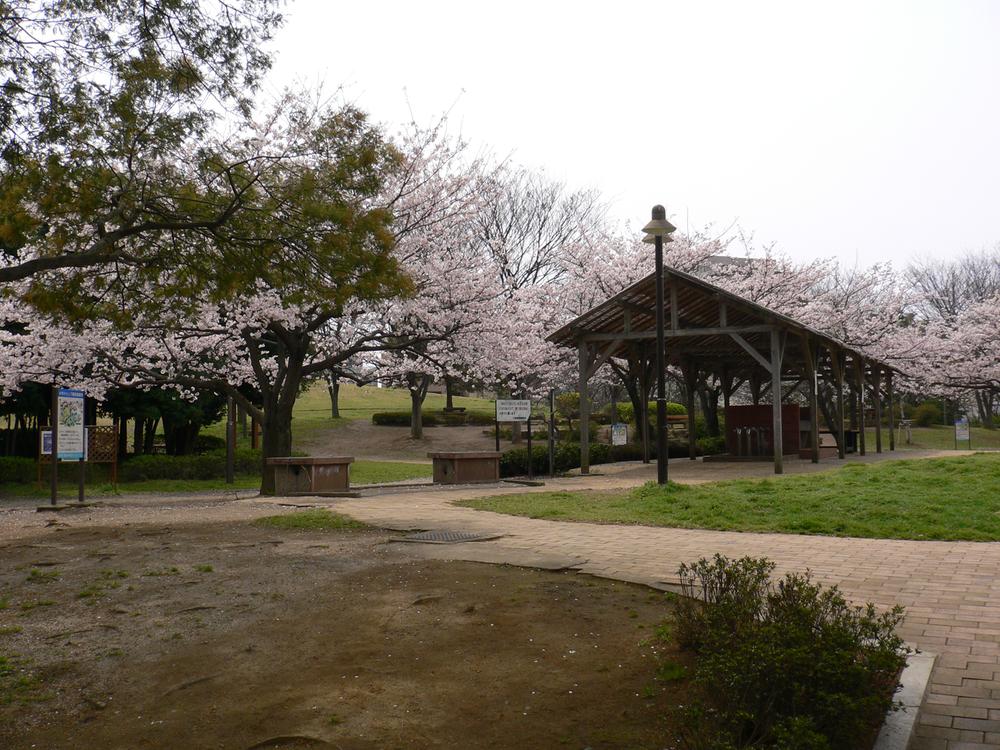 Other. Fuji Park (cherry tree in full bloom time)