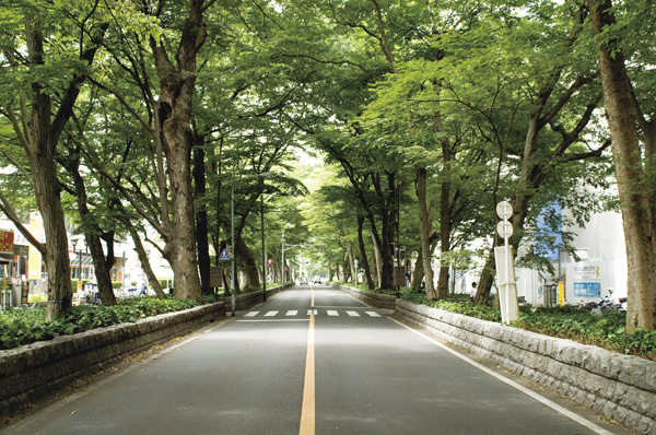 The approach of the major powers soul shrine ・ Zelkova tree-lined (about 190m, A 3-minute walk)