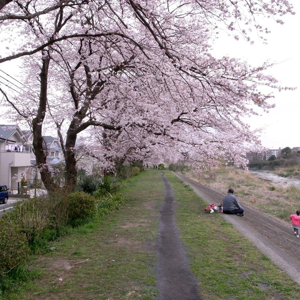 Streets around. Beautiful cherry trees can be seen in the 2400m spring to Kiyokawa Complex. 
