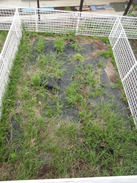 Garden. Hope from the second floor balcony