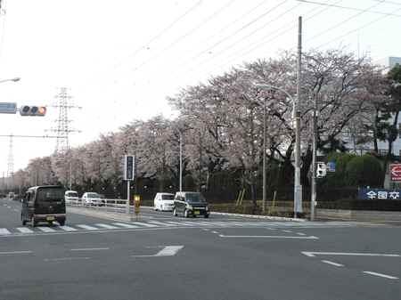 Streets around. Hino Motors In Hino Motors when it comes to the season of 400m Sakura to Cherry Blossom Festival will be held festival of cherry blossoms. Why not also try to go Come together children.