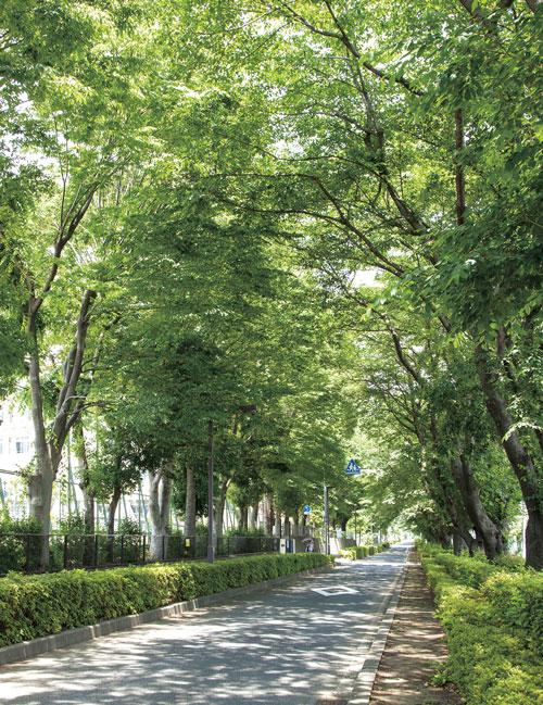 Other. Fresh green vivid, Near the Municipal Hino fourth junior high school (760m ・ A 10-minute walk). It looks good to enjoy the walking while feeling the refreshing breeze. 