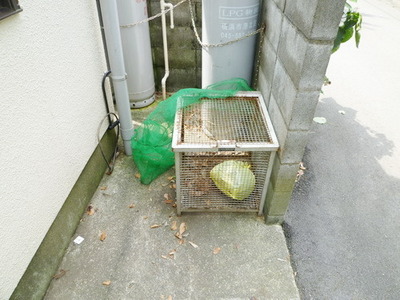 Other common areas. Garbage is yard