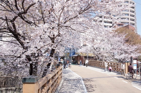 Shakujii (about 590m ・ 8 min. Walk) along Shakujii, also known as cherry blossoms. Promenade on the banks continued, You can enjoy feel free to walk and jogging. The peripheral local, Such green spots are scattered