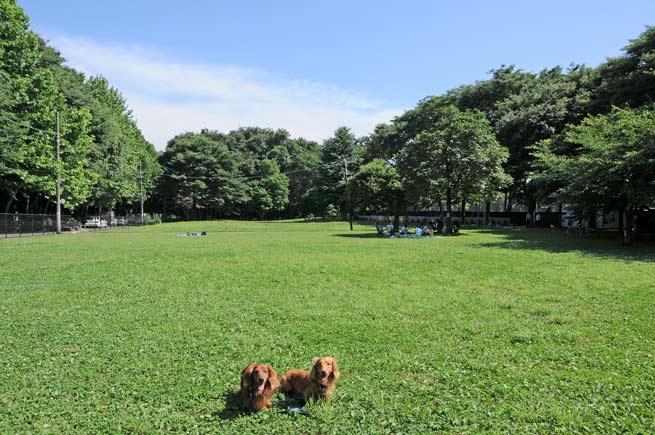 Other local. Holiday refresh in the vast green!  ~ Photo: Johoku to Central Park 5-minute walk ~