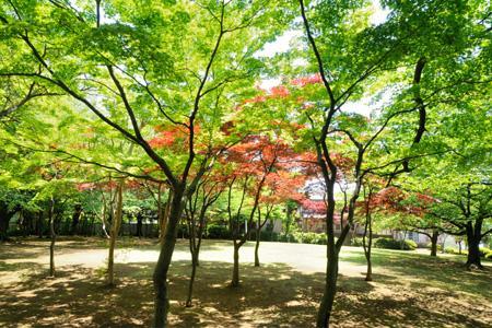 park. Local neighborhood is full of natural and same place park and residential land, Recommended possible area is for those who focus on living environment ~ Photo: Moroyama park ~