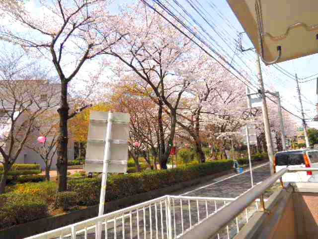 Balcony. Front of is the cherry tree! (Taken from actual balcony)