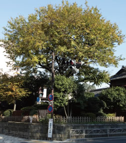 Surrounding environment. Shimura milestone (W: about 600m ・ 8 min. Walk / E: about 800m ・ A 10-minute walk). Old has a history as a key point of Nakasendo of traffic, Even now towering and get off the "Shimura Sakagami" station "Shimura milestone" is the symbol of this town, which has been left for even 400 years from the Edo Period.