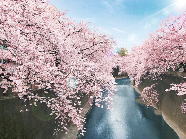 Surrounding environment. Mansion Street from the old, Precisely because location nestling in Shakujii among Kaga, We aim to land design to be integrated with the natural surroundings. (Of Shakujii cherry trees / About 30m ・ 1-minute walk)