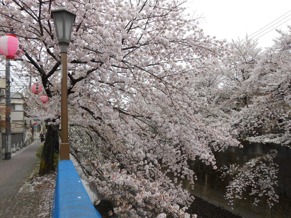 View photos from the dwelling unit. Sakura along Shakujii