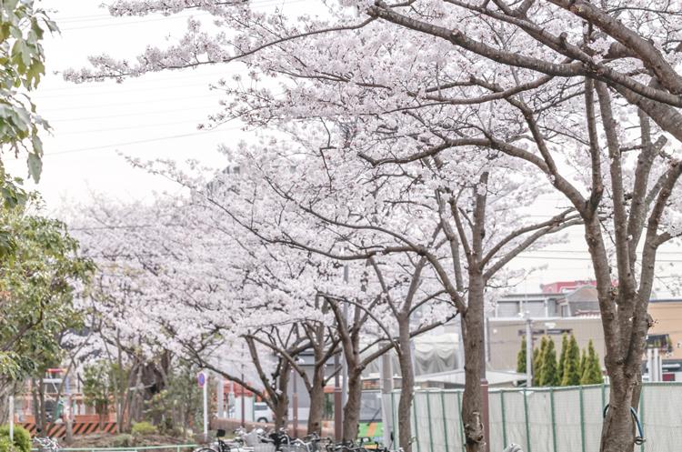 Cherry trees continuing orderly before local. In the spring of season, Mai is beautiful petals, It will be pleasing to the eye. Over the years along with the family of growth cherry trees, But every year seems this time is impatient.