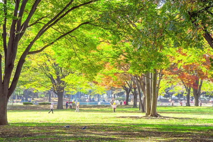 park. The park is widely, Good green often feeling ward Shinkoiwa park. Sports park and a wide lawn plaza, There is also such as basketball court, Crowded with children. Also, Around the square has become a jogging course, It has become diverticulum of the place of the people.