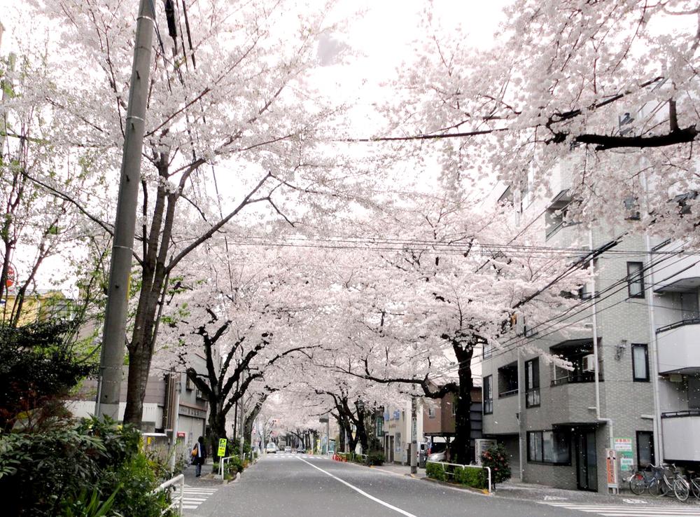 Streets around. Front road front road Spring is in full bloom in the cherry tree