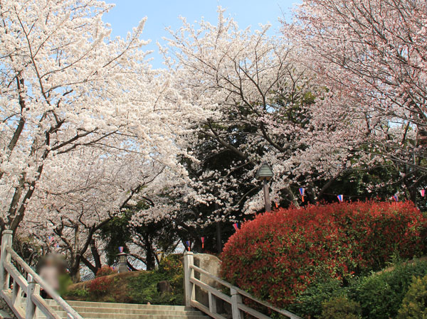 Surrounding environment. Asukayama park (330m ・ A 5-minute walk)