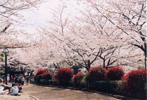 park. Also Asukayama Park, a monument of 1120m cherry tree to Asukayama park, Strolling is within