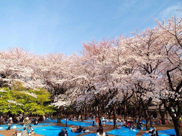 Other. 23 wards one of the best cherry blossoms ~ Asukayama park ~