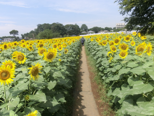 Other. Sunflower farm 80m until you see from the room (Other)