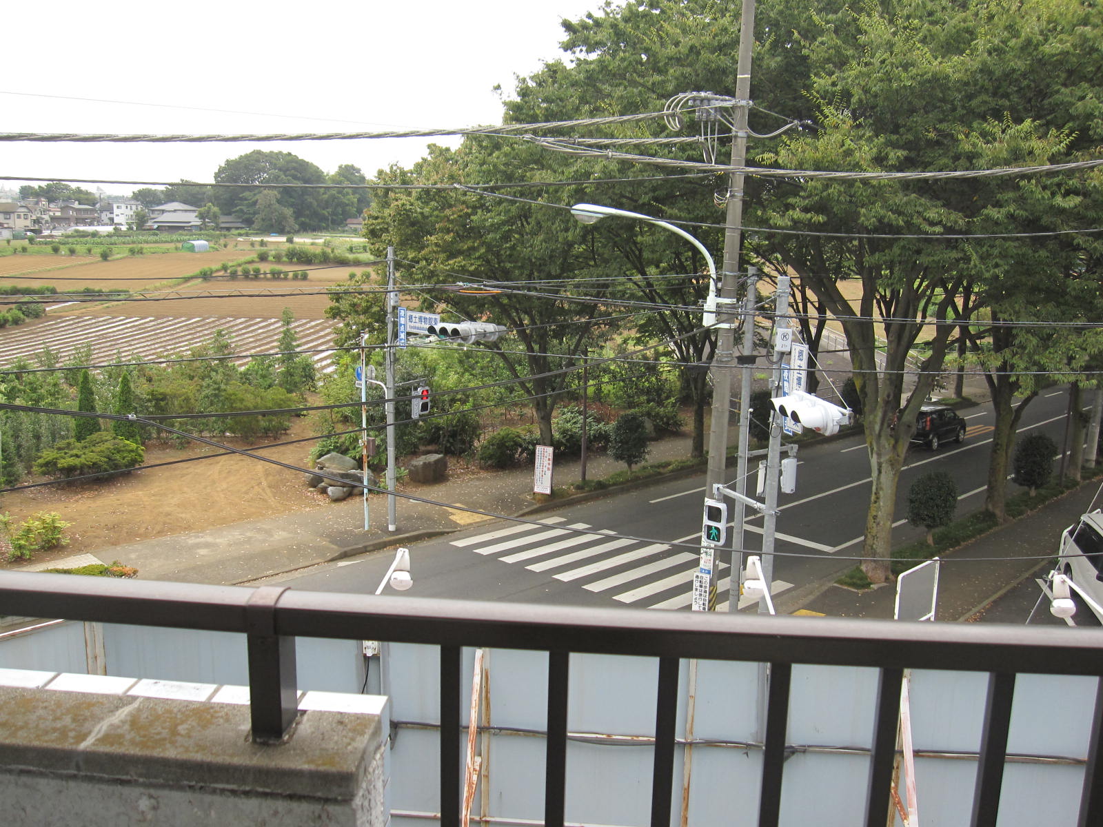 View. Facing the zelkova street