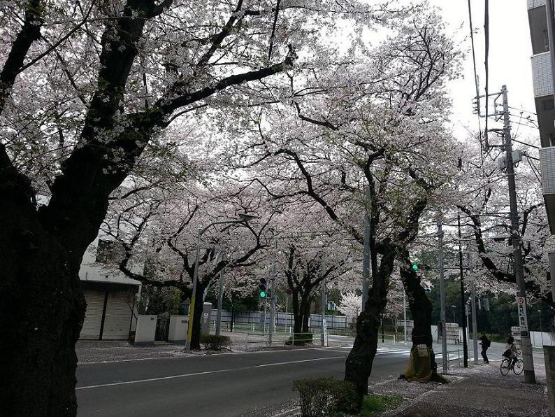 Other local. To season, Local south side of the spring of diplomatic relations boulevard full bloom of the cherry blossoms bloom.