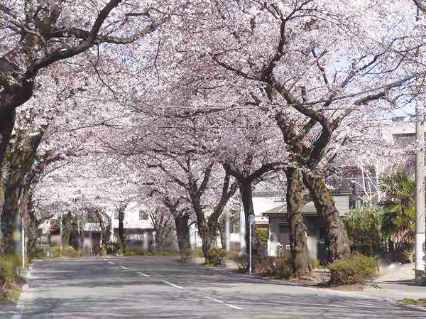 Surrounding environment. Kihei Town, Sakuradori (1-minute walk ・ About 6m) ※ The above photos only April 2013 shooting