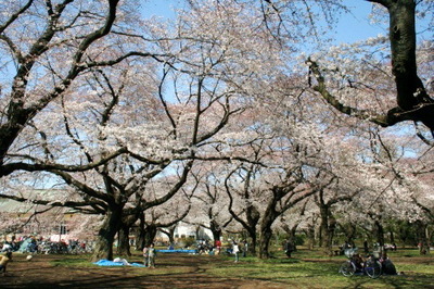 park. 400m to Koganei Park (park)