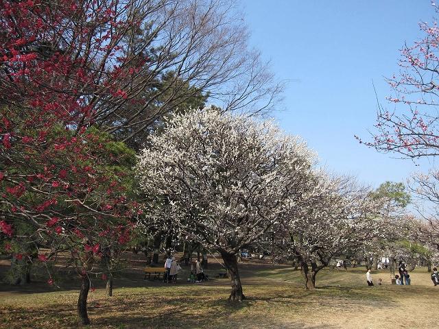 park. 1700m to Koganei Park