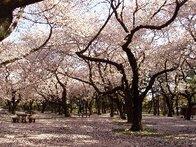 park. Koganei Park 140m until the spring of the cherry tree